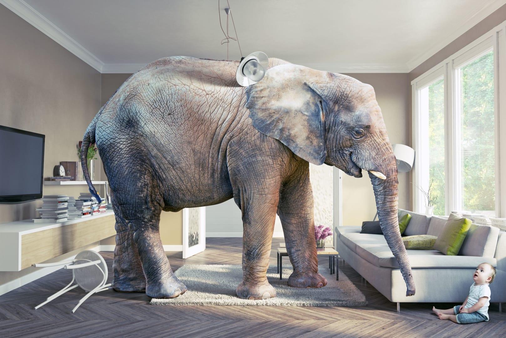 Ponesse: The elephant in the room: Regulatory capture?